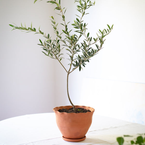 Large Pot | Eden