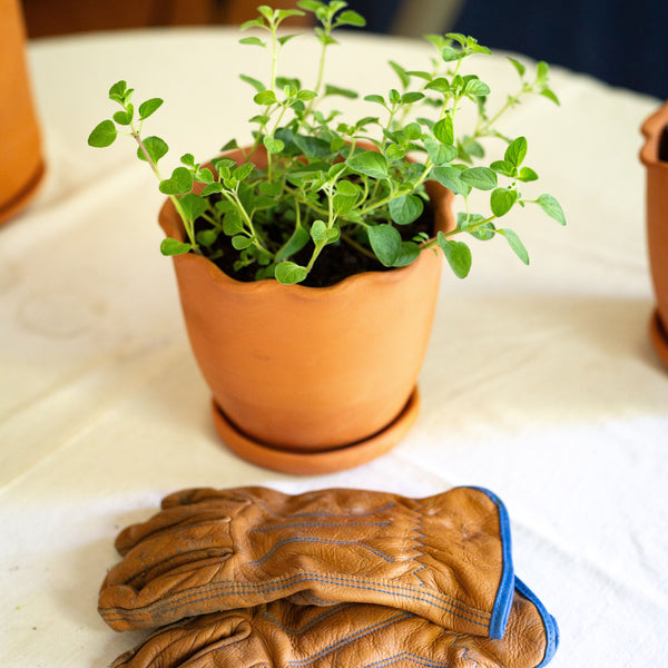 Small Pot | Eden