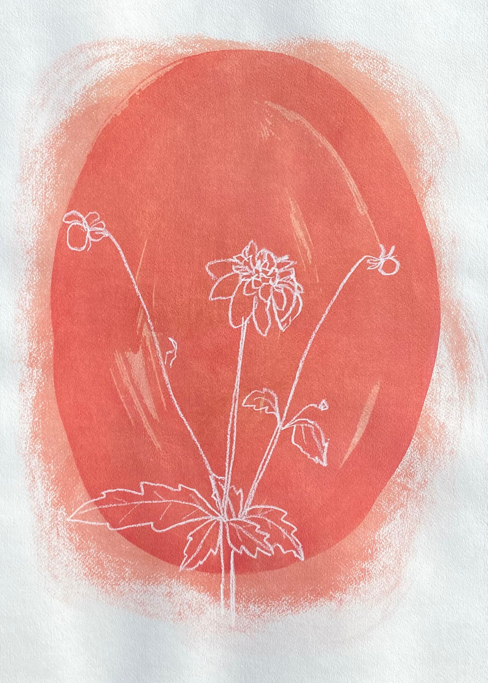 Pink Dahlia