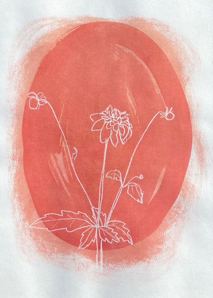 Pink Dahlia