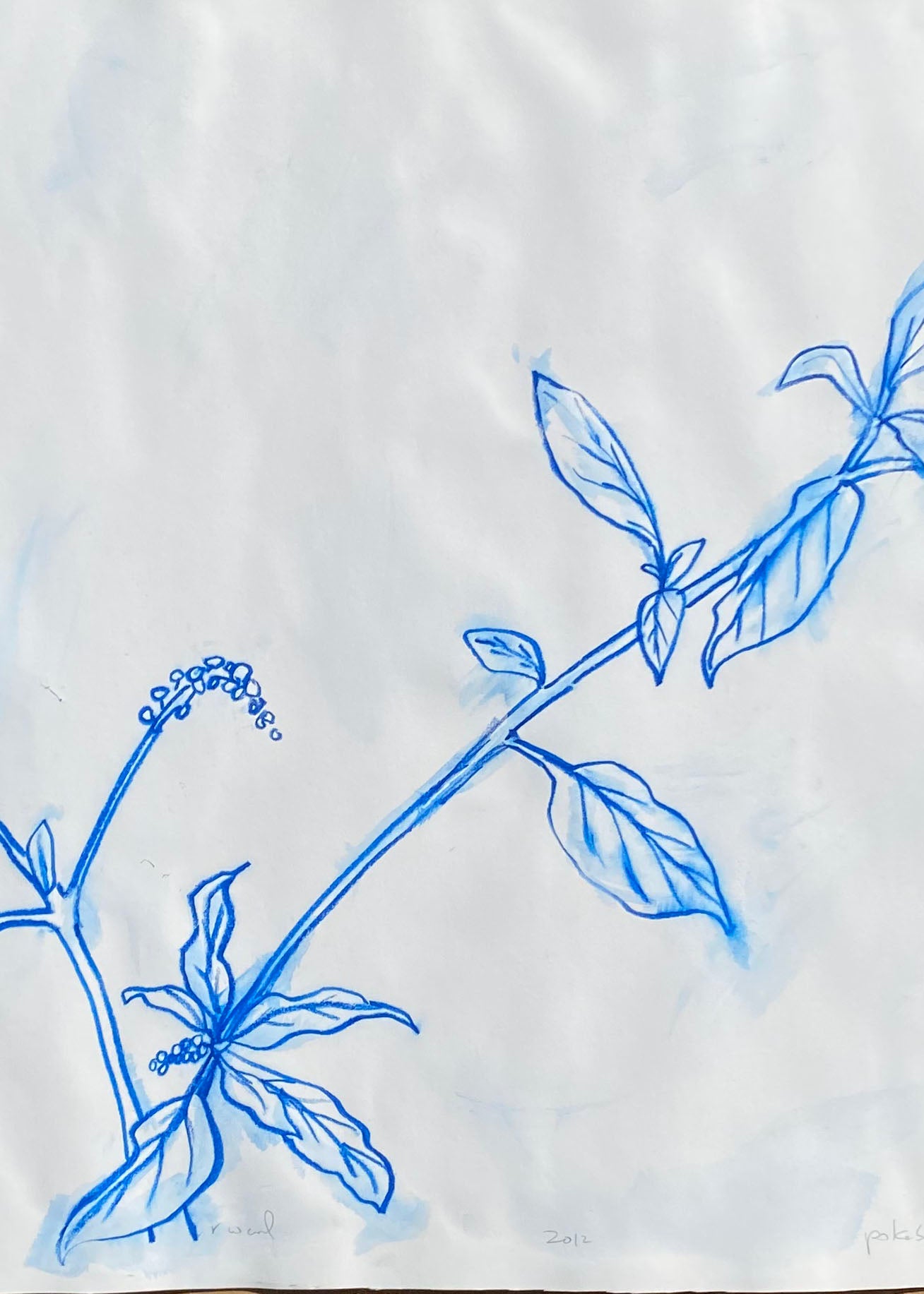 Blue Pokeberry
