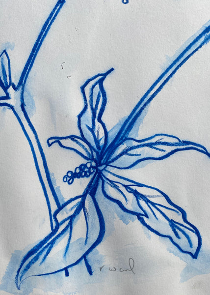 Blue Pokeberry